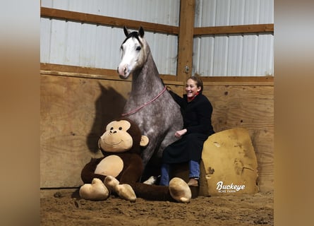 American Quarter Horse, Wałach, 5 lat, 145 cm, Siwa jabłkowita