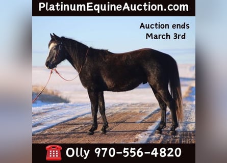 American Quarter Horse, Wałach, 5 lat, 147 cm, Siwa