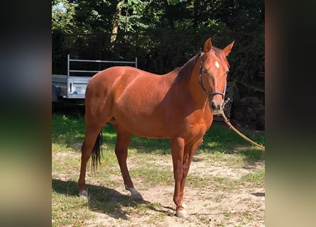 American Quarter Horse, Wałach, 5 lat, 148 cm, Kasztanowata