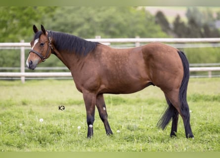 American Quarter Horse, Wałach, 5 lat, 149 cm, Gniada