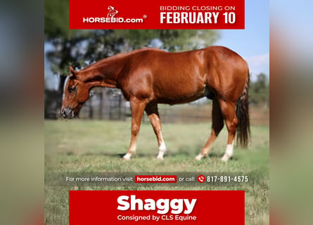 American Quarter Horse, Wałach, 5 lat, 150 cm, Cisawa