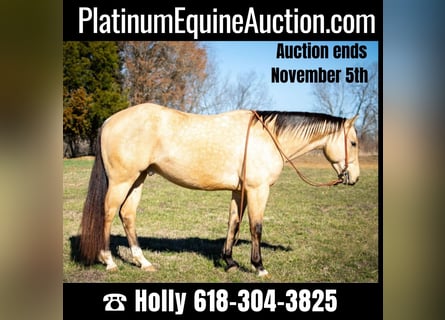 American Quarter Horse, Wałach, 5 lat, 150 cm, Jelenia