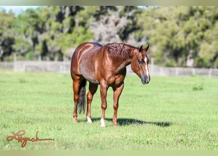 American Quarter Horse, Wałach, 5 lat, 152 cm, Kasztanowatodereszowata