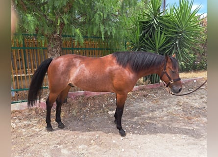 American Quarter Horse, Wałach, 5 lat, 152 cm, Rabicano