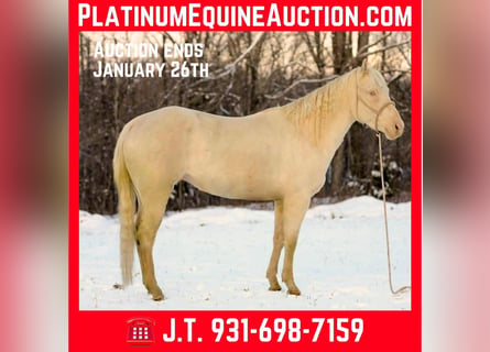 American Quarter Horse, Wałach, 5 lat, 157 cm, Perlino