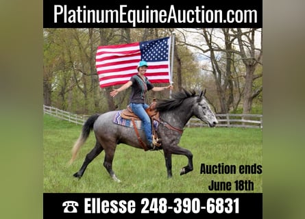 American Quarter Horse, Wałach, 5 lat, 157 cm, Siwa