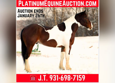 American Quarter Horse, Wałach, 5 lat, 157 cm, Tobiano wszelkich maści