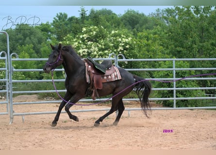 American Quarter Horse, Wałach, 5 lat, 158 cm, Kara