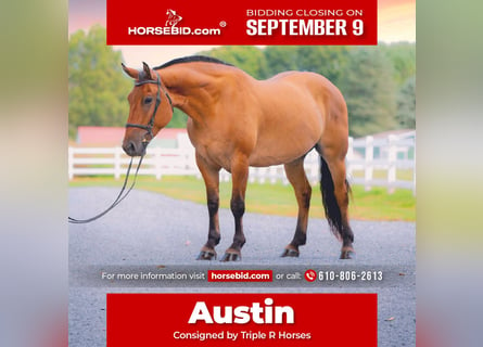 American Quarter Horse Mix, Wałach, 5 lat, 160 cm, Bułana