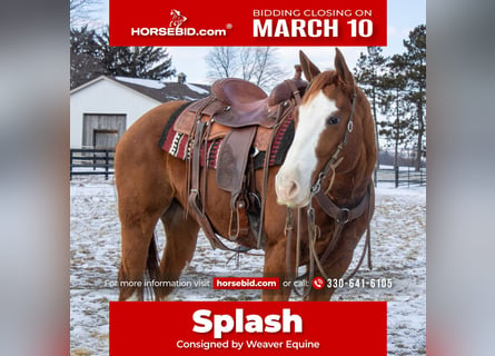 American Quarter Horse, Wałach, 5 lat, 160 cm, Cisawa