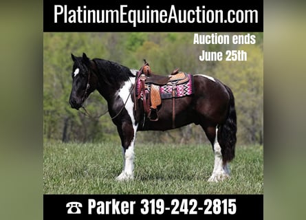 American Quarter Horse, Wałach, 5 lat, 165 cm, Tobiano wszelkich maści