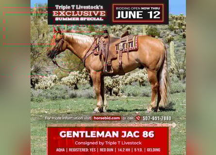 American Quarter Horse, Wałach, 5 lat, Bułana