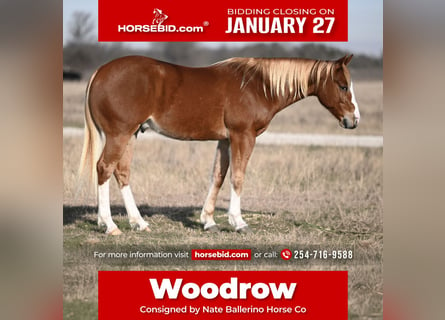 American Quarter Horse, Wałach, 6 lat, 147 cm, Cisawa