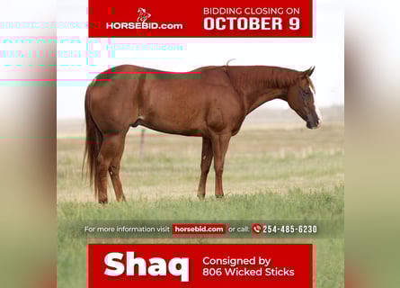 American Quarter Horse, Wałach, 6 lat, 147 cm, Cisawa