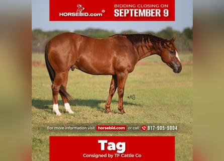 American Quarter Horse, Wałach, 6 lat, 147 cm, Cisawa