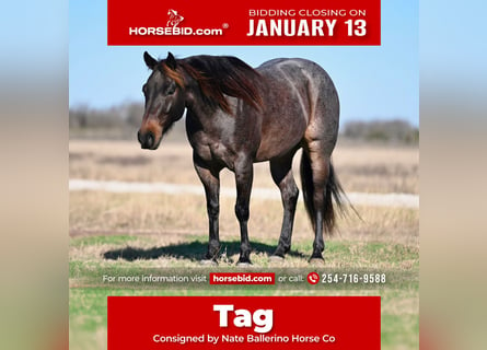 American Quarter Horse, Wałach, 6 lat, 147 cm