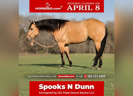 American Quarter Horse, Wałach, 6 lat, 150 cm, Bułana