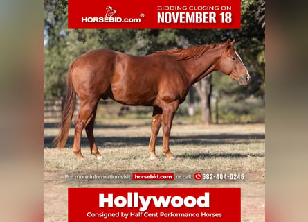 American Quarter Horse, Wałach, 6 lat, 150 cm, Cisawa