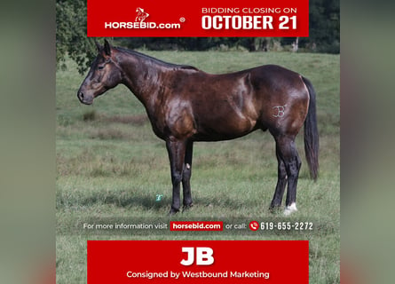 American Quarter Horse, Wałach, 6 lat, 150 cm, Gniada