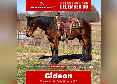 American Quarter Horse, Wałach, 6 lat, 150 cm, Gniada