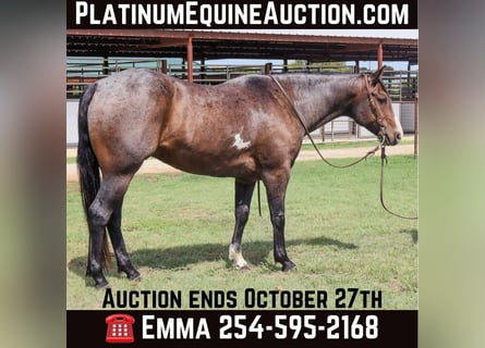 American Quarter Horse, Wałach, 6 lat, 150 cm, Gniadodereszowata