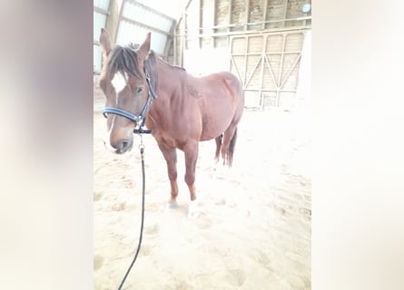 American Quarter Horse, Wałach, 6 lat, 150 cm, Kasztanowata