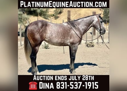 American Quarter Horse, Wałach, 6 lat, 150 cm, Siwa