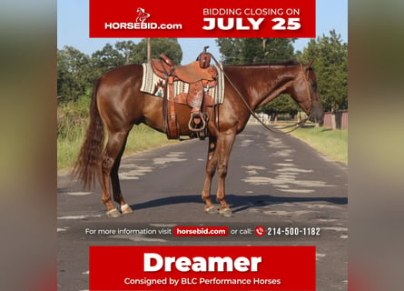 American Quarter Horse, Wałach, 6 lat, 152 cm, Ciemnokasztanowata