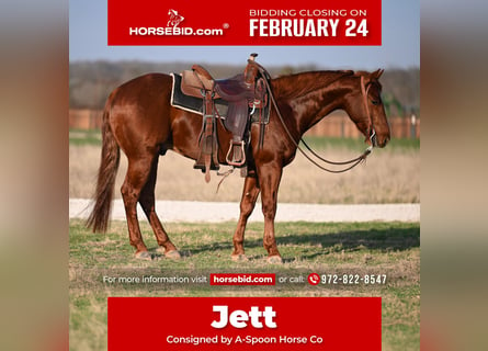 American Quarter Horse, Wałach, 6 lat, 152 cm, Ciemnokasztanowata