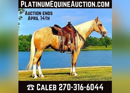 American Quarter Horse, Wałach, 6 lat, 152 cm, Izabelowata