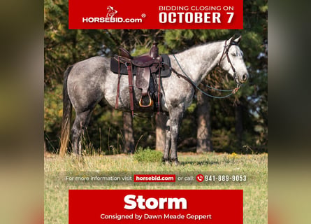 American Quarter Horse, Wałach, 6 lat, 152 cm, Siwa jabłkowita