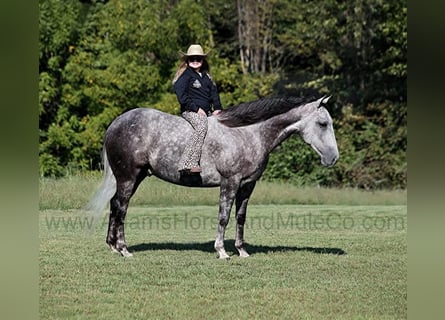 American Quarter Horse, Wałach, 6 lat, 152 cm, Siwa jabłkowita