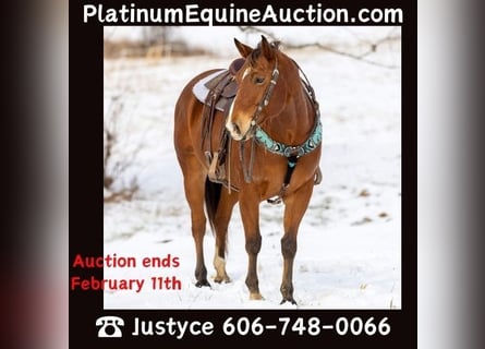 American Quarter Horse, Wałach, 6 lat, 155 cm, Gniada
