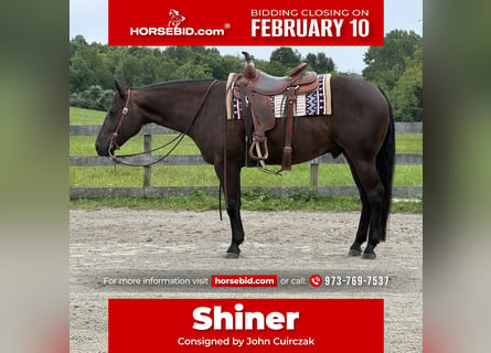 American Quarter Horse, Wałach, 6 lat, 157 cm, Ciemnogniada