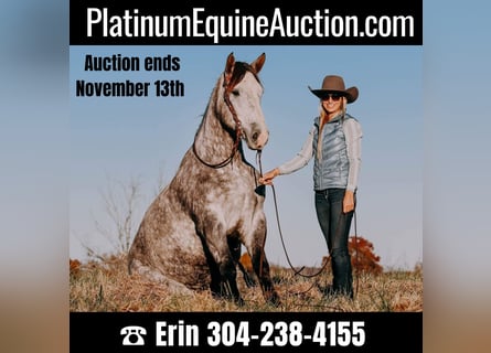 American Quarter Horse, Wałach, 6 lat, 163 cm, Siwa jabłkowita