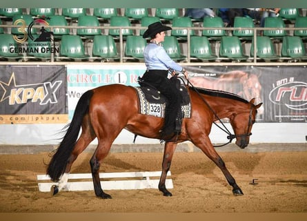 American Quarter Horse, Wałach, 6 lat, 170 cm, Gniada