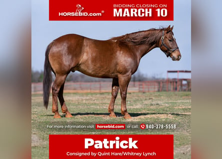 American Quarter Horse Mix, Wałach, 7 lat, 147 cm, Cisawa