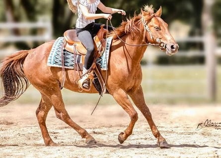 American Quarter Horse, Wałach, 7 lat, 147 cm, Kasztanowata