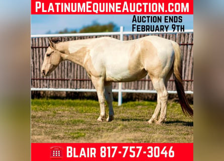 American Quarter Horse, Wałach, 7 lat, 147 cm, Tobiano wszelkich maści