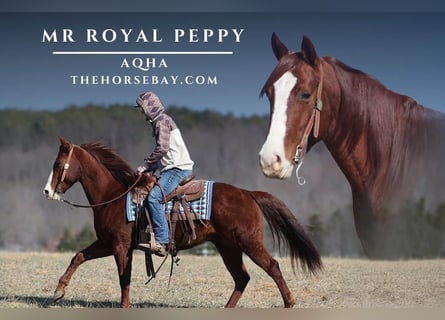 American Quarter Horse, Wałach, 7 lat, 152 cm, Ciemnokasztanowata