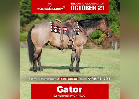 American Quarter Horse, Wałach, 7 lat, 152 cm, Gniadodereszowata