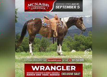 American Quarter Horse, Wałach, 7 lat, 152 cm, Jelenia