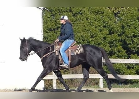 American Quarter Horse, Wałach, 7 lat, 152 cm, Kara