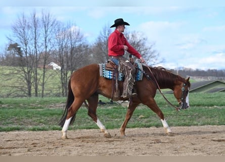 American Quarter Horse, Wałach, 7 lat, 155 cm, Ciemnokasztanowata
