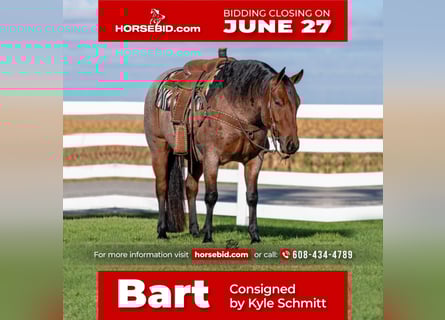 American Quarter Horse, Wałach, 7 lat, 155 cm, Gniadodereszowata