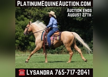 American Quarter Horse, Wałach, 7 lat, 155 cm, Izabelowata