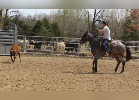 American Quarter Horse, Wałach, 7 lat, 163 cm, Karodereszowata