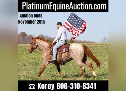 American Quarter Horse, Wałach, 7 lat, Kasztanowatodereszowata