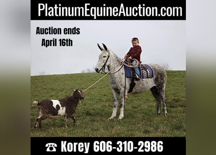 American Quarter Horse, Wałach, 8 lat, 137 cm, Siwa jabłkowita