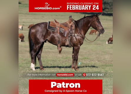 American Quarter Horse, Wałach, 8 lat, 147 cm, Ciemnokasztanowata